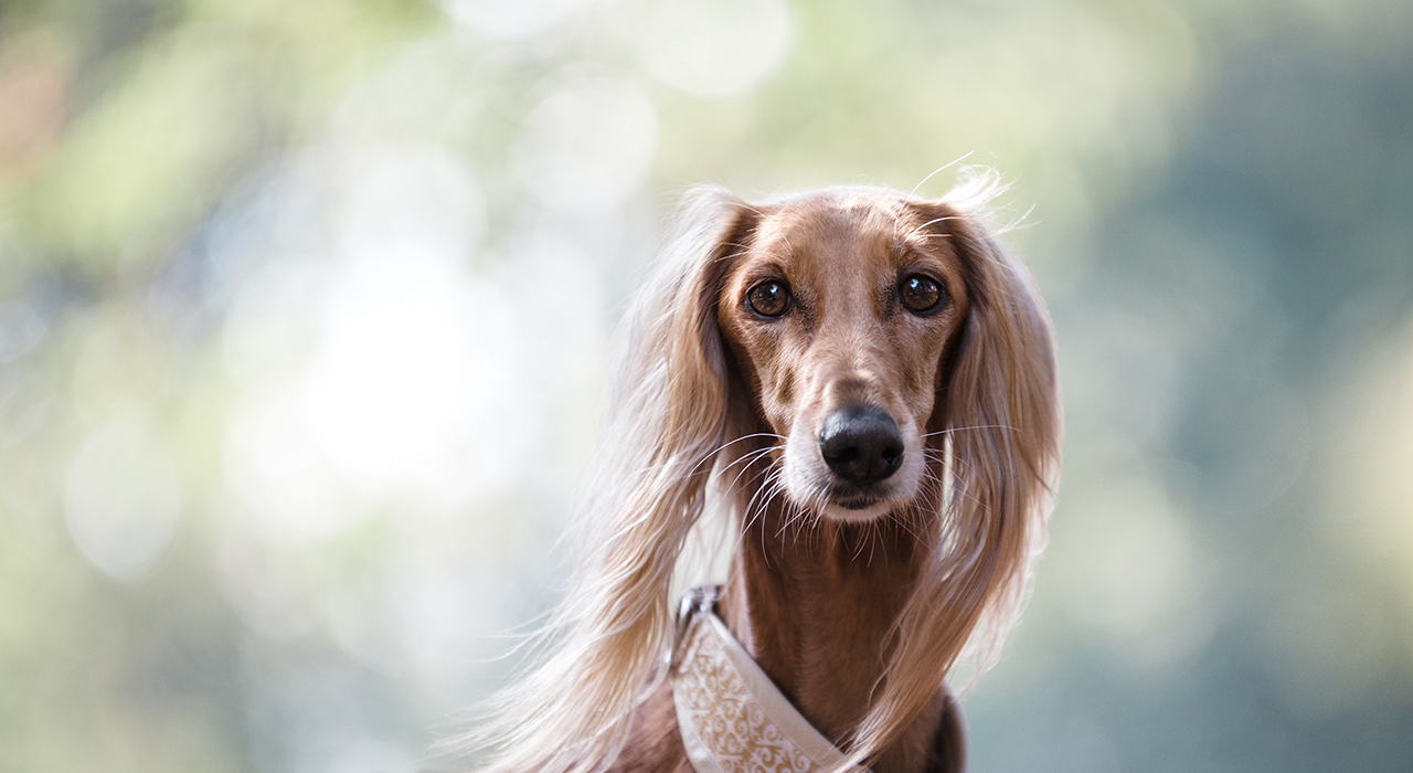 こちらを見つめる犬