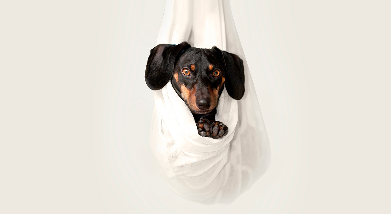 布に包まれた犬